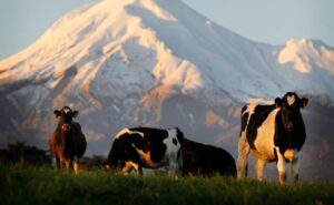Nueva Zelanda proyecta tres temporadas con precios de la leche por encima de los 10 dólares
