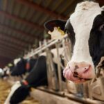 Unión Europea suben mantequilla y leche en polvo, pero los costos meten presión