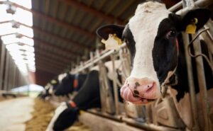 Unión Europea suben mantequilla y leche en polvo, pero los costos meten presión
