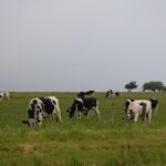 Uruguay INALE prepara a la lechería para un El Niño con más lluvias