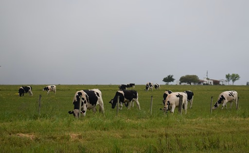 Uruguay INALE prepara a la lechería para un El Niño con más lluvias