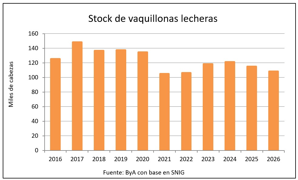 Uruguay caen 15,6% las vaquillonas y se frena el margen para sumar vacas lecheras