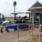 Uruguay el precio de la leche se estanca y cae el poder de compra