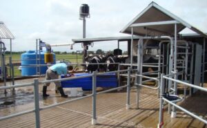Uruguay el precio de la leche se estanca y cae el poder de compra