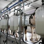 Venezuela los cortes eléctricos empujan hasta 80% de la leche hacia los quesos