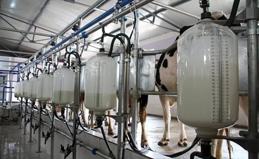 Venezuela los cortes eléctricos empujan hasta 80% de la leche hacia los quesos