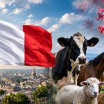 Virus Shamonda afecta la producción de leche y registra su primer caso humano